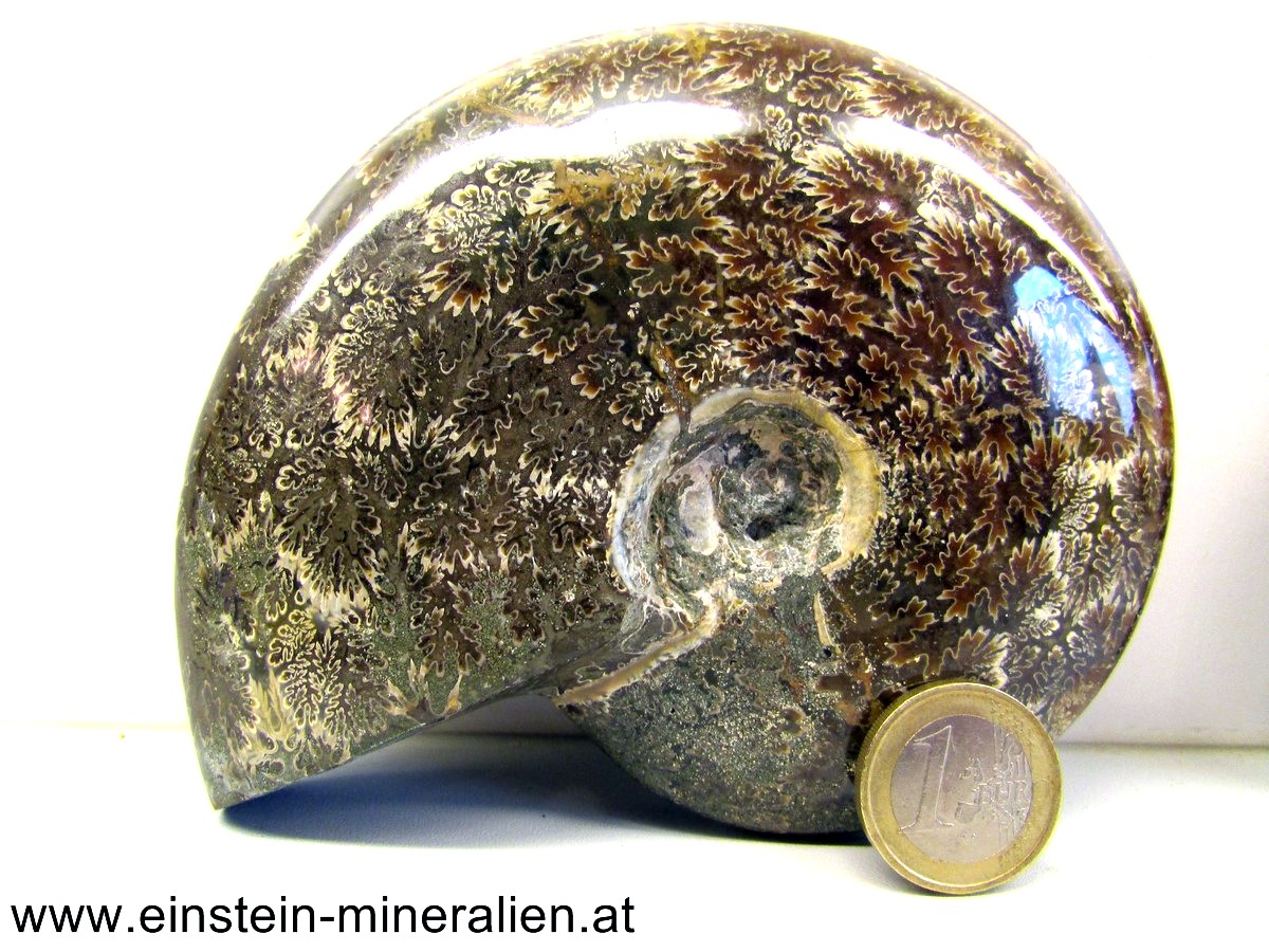 Ammonit poliert 0,528kg