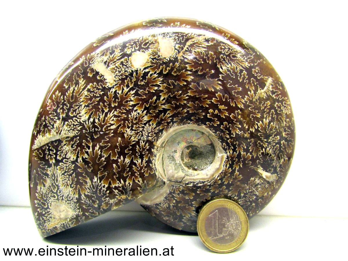 Ammonit poliert 0,618kg