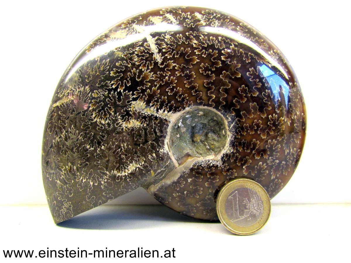 Ammonit poliert 0,530kg
