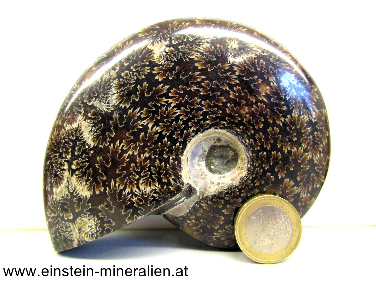 Ammonit poliert 0,352kg