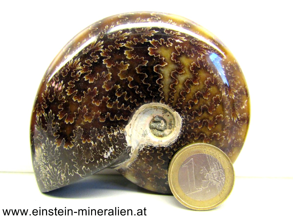 Ammonit poliert 0,174kg